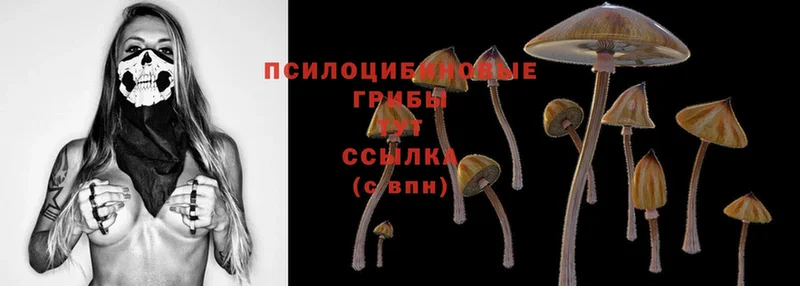 Псилоцибиновые грибы Cubensis  Амурск 